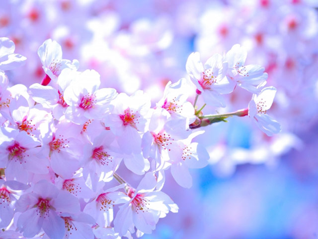 【花見にグルメ】春に行きたい！旅行・お出かけランキング結果発表