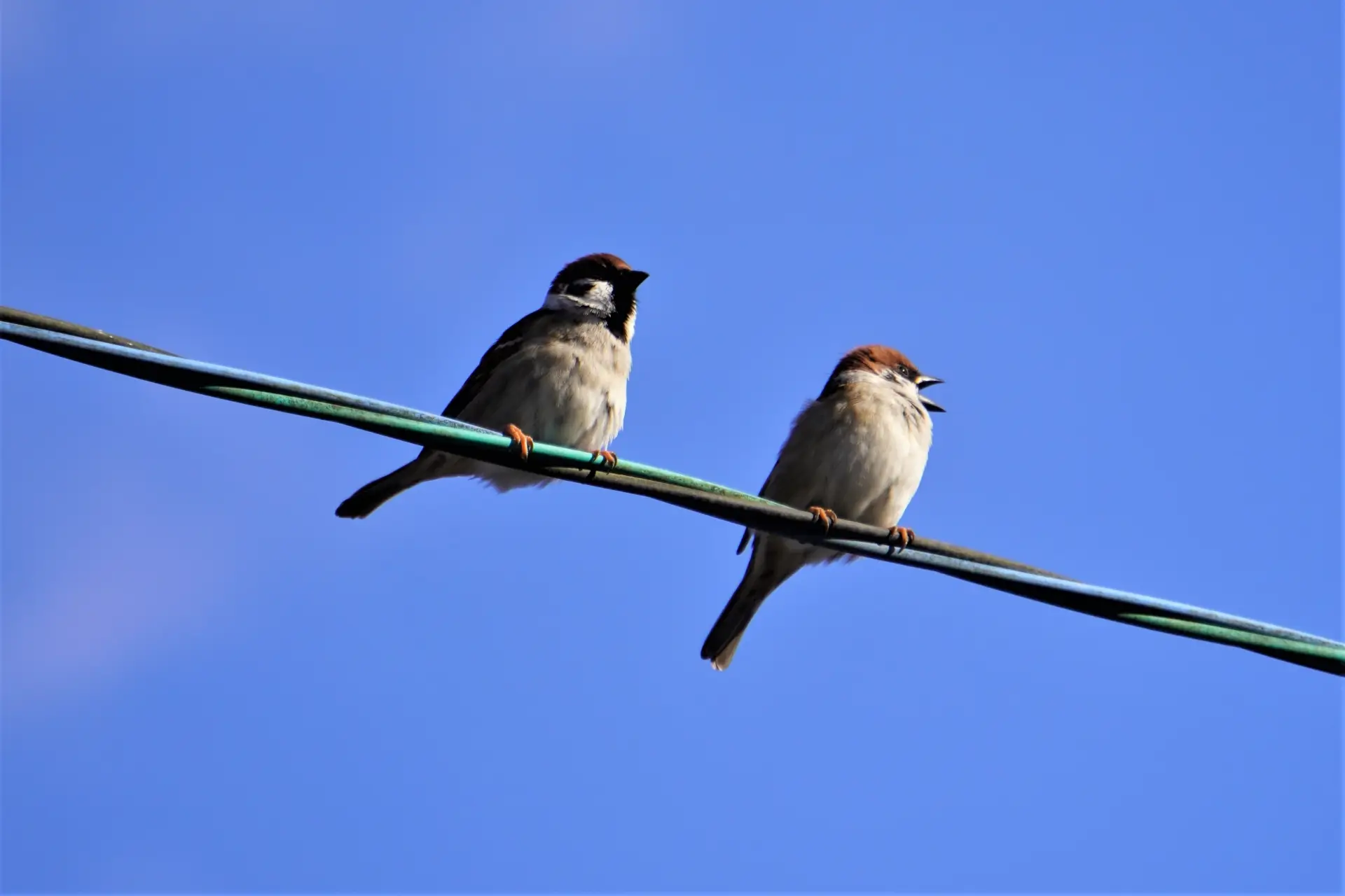 第10位：「なぜ鳥は電線に触れても感電しないの？」（331票）