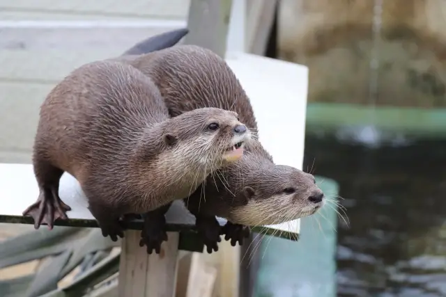 第15位：カワウソ（コツメカワウソなど）（209票）