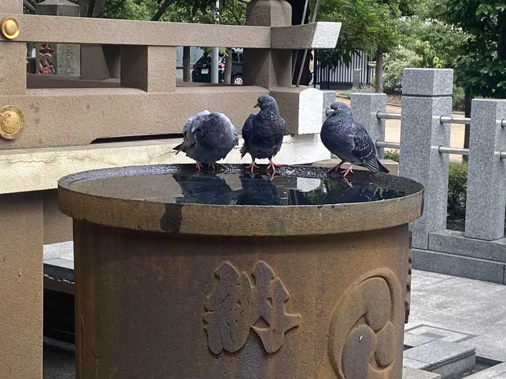 第19位：「なぜ神社にはハトがいるの？」（249票）