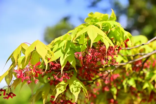 第16位：紅葉（もみじ）にちなんだ名前／紅葉、色葉、彩華など（110票）