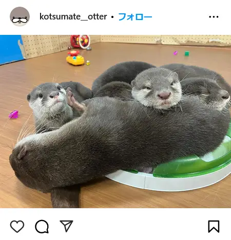 Instagram（@kotsumate__otter）