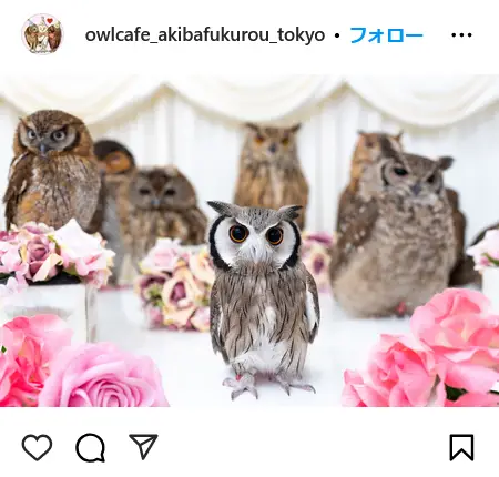 Instagram（@owlcafe_akibafukurou_tokyo）