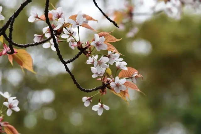 第5位：山桜（ヤマザクラ）（339票）