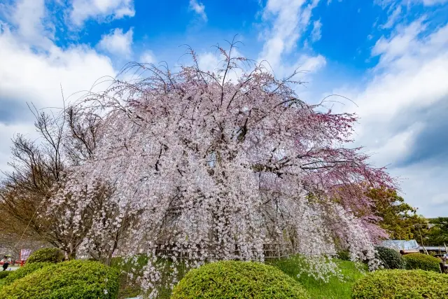 第2位：枝垂れ桜（シダレザクラ）（944票）