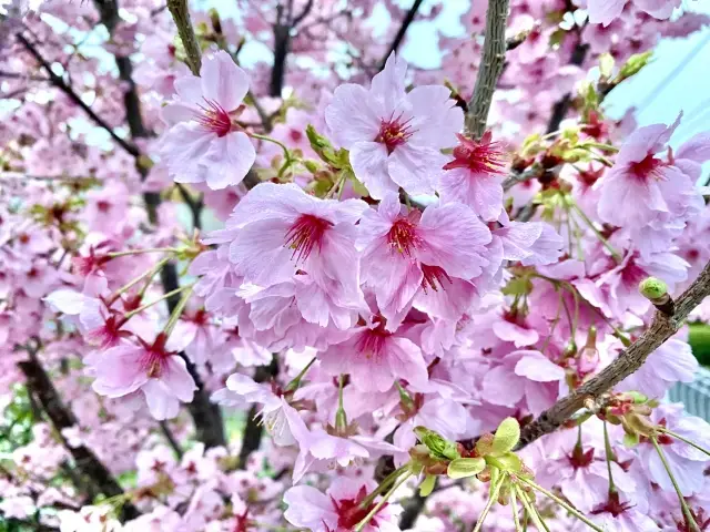 第14位：修善寺寒桜（シュゼンジカンザクラ）（131票）