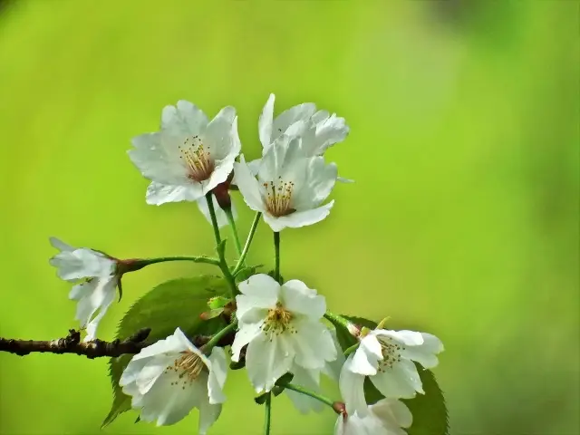 第20位：霞桜（カスミザクラ）（120票）