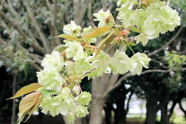 第12位：御衣黄桜（ギョイコウザクラ）（140票）