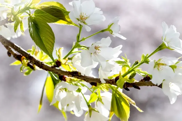 第8位：大島桜（オオシマザクラ）（184票）