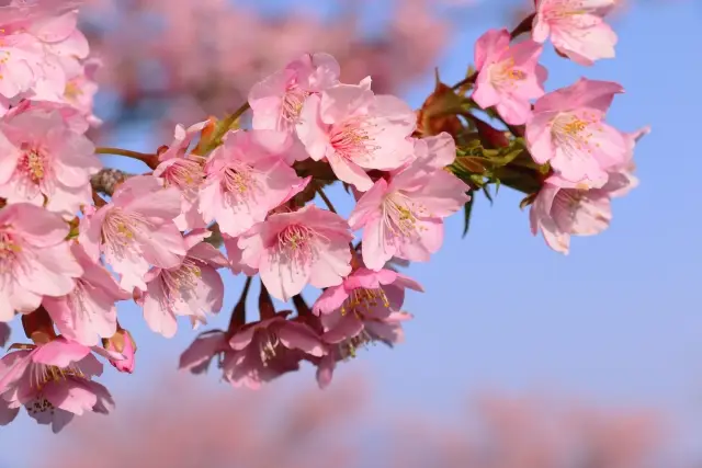 第4位：河津桜（カワヅザクラ）（472票）