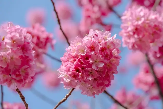 第11位：横浜緋桜（ヨコハマヒザクラ）（149票）