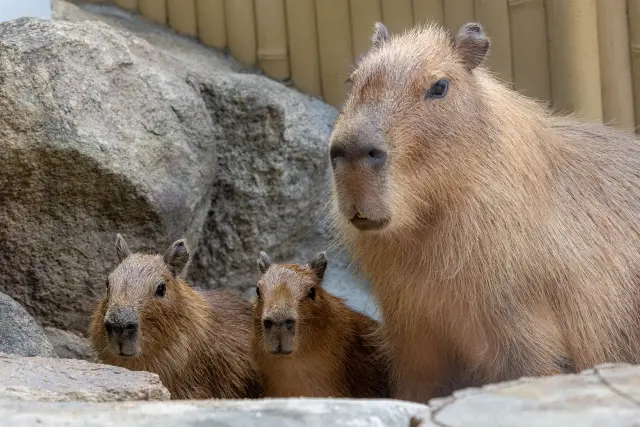 第2位：「赤カピバラ 青カピバラ 黄カピバラ」（421票）