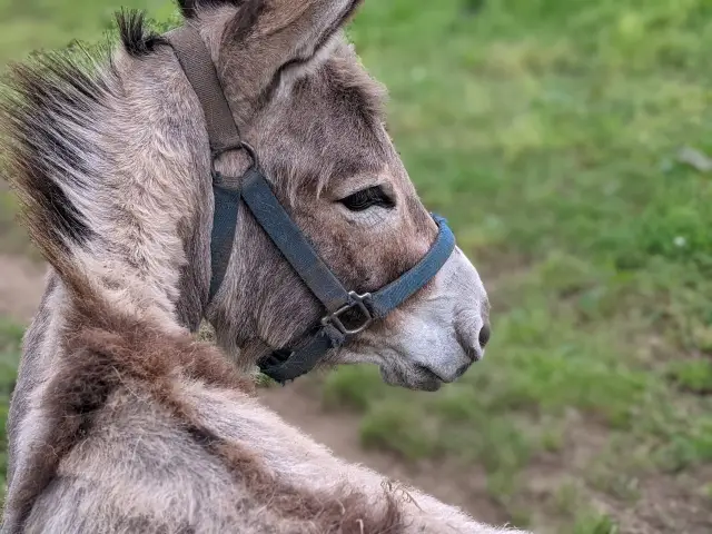 第10位：「ラバとロバを比べたらロバかラバかわからなかった」（228票）