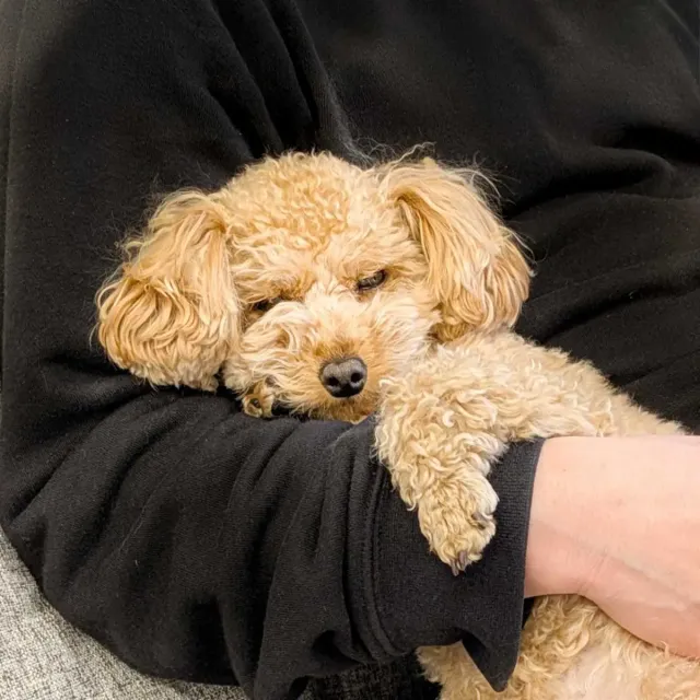 犬の可愛いところランキング