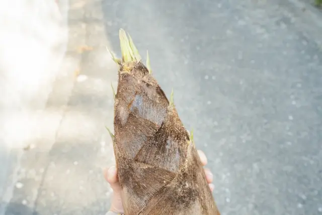 第20位：「タピオカの原料やたけのこには毒があるため、生で食べると危険」（220票）