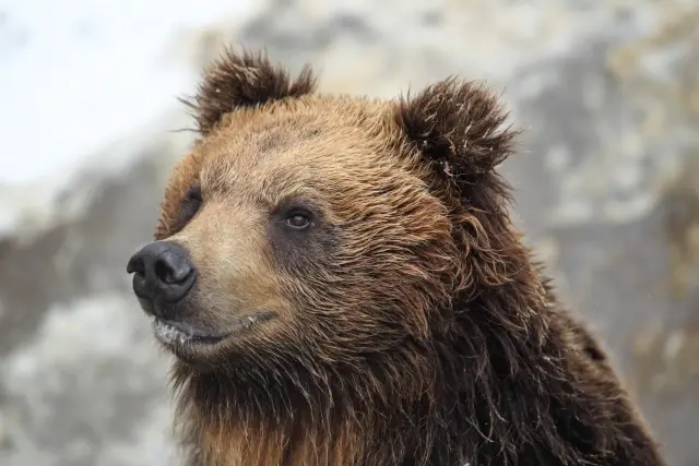 第14位：「一度人間を襲ったクマは、人間の肉の味を覚える」（251票）