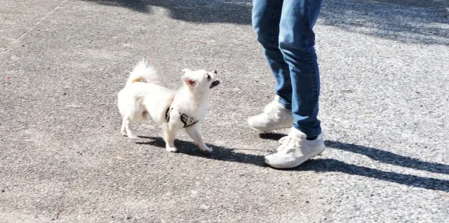 第6位：飼い主のあとにくっついてくる（400票）